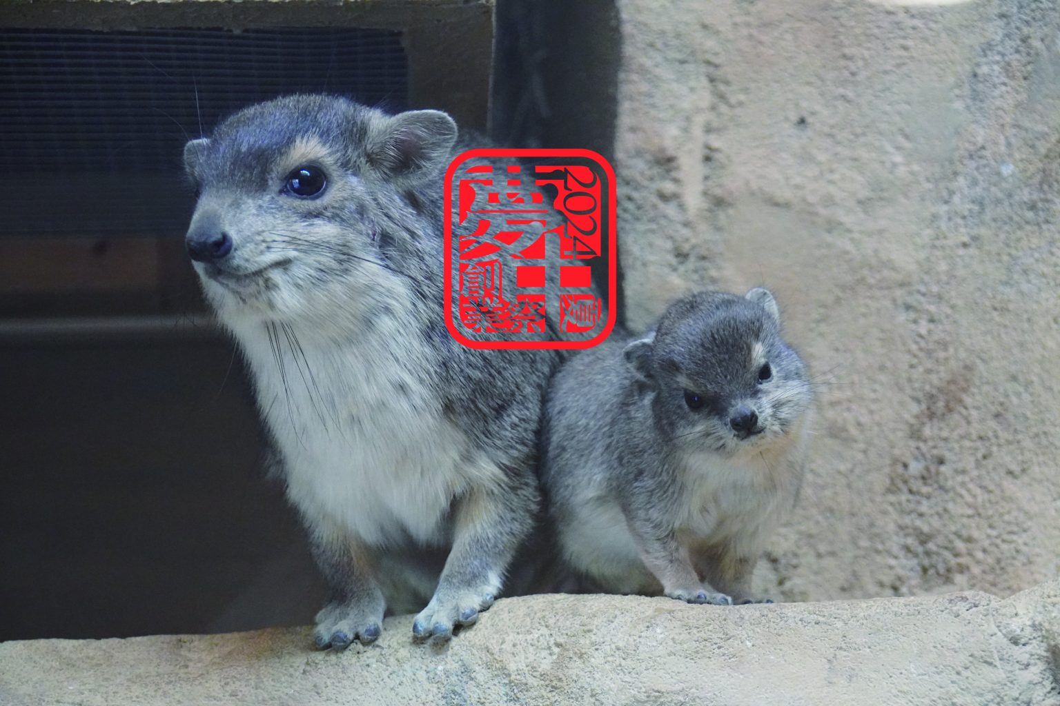 【SONY・FUJIFILM】癒しが止まらない！小動物の魅力