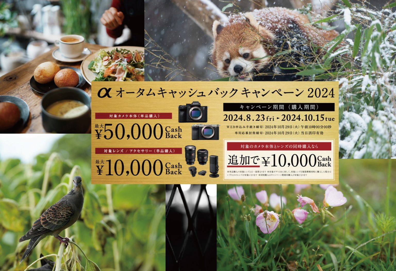 【SONY】秋のはじまり！αオータムキャッシュバックキャンペーン2024も始まりました！