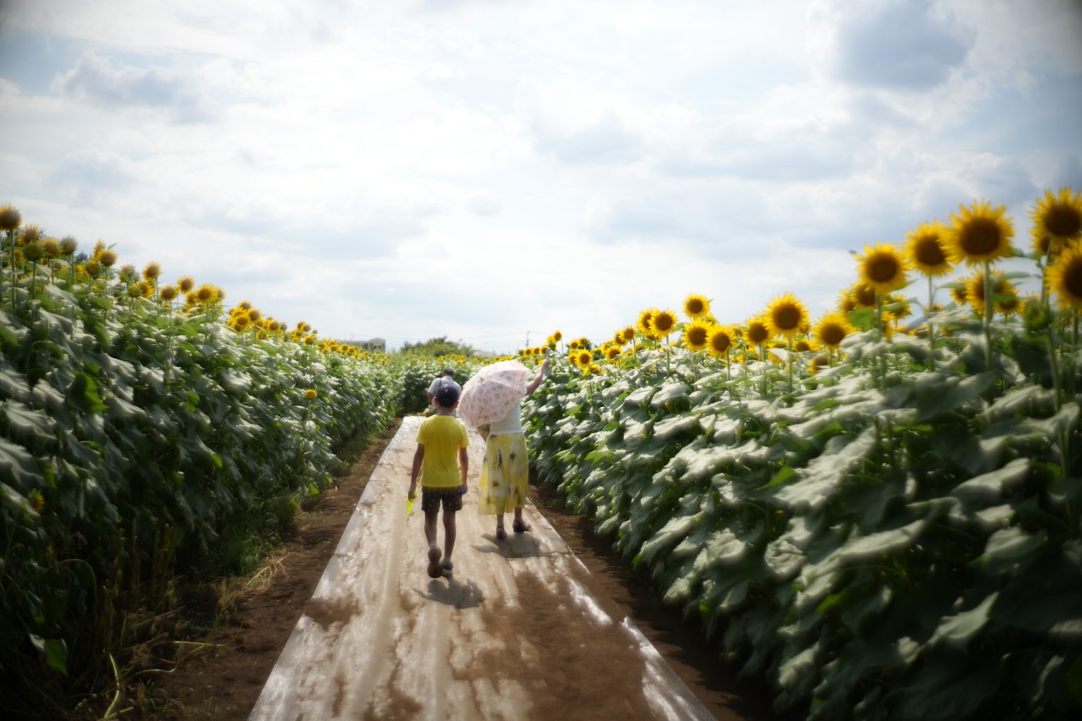 【Leica】SUMMILUX M35mm F1.4 11301とα7IVで夏のスナップを愉しむ