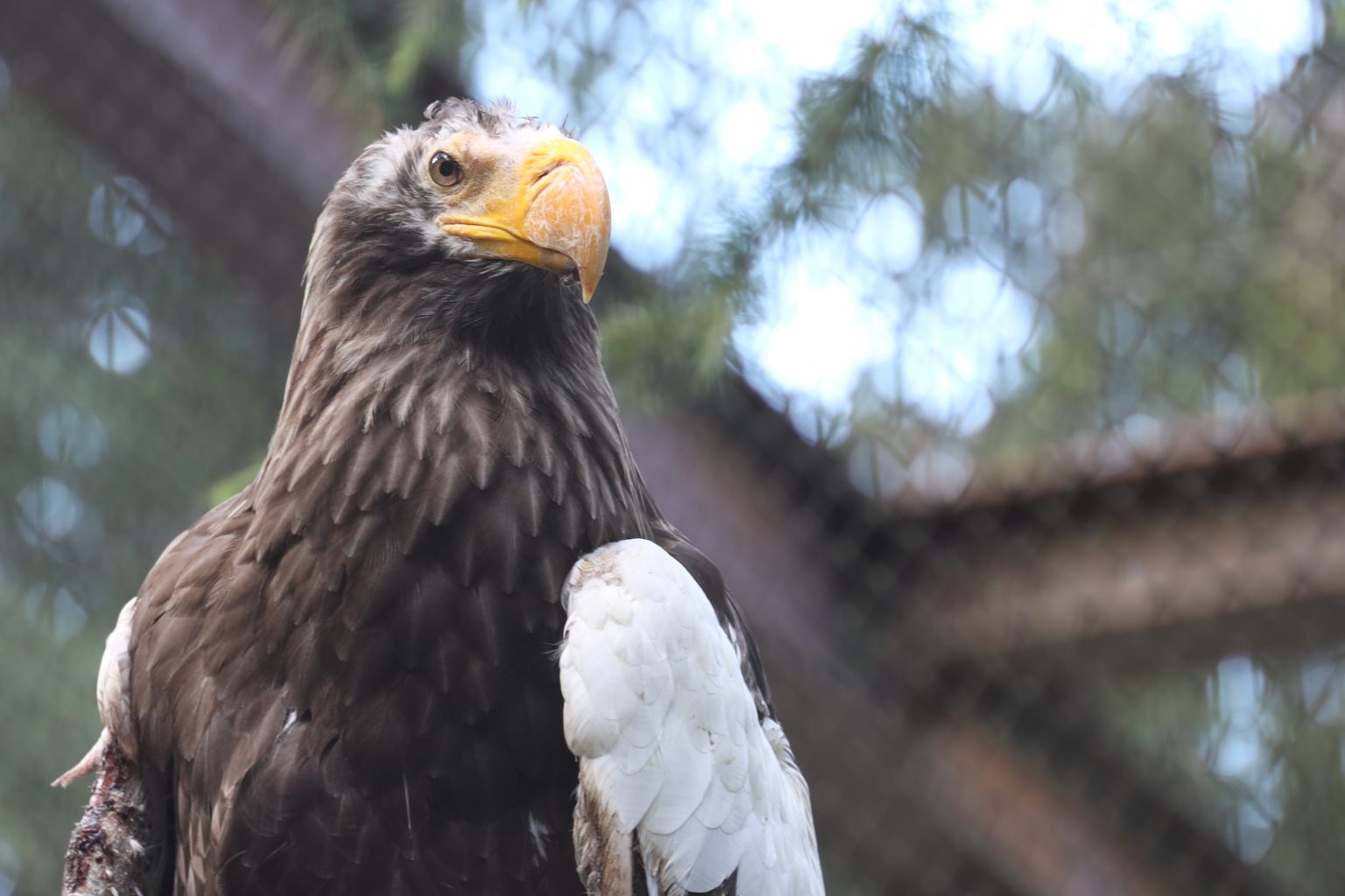 【Canon】EOS Rと触れ歩き【日本最大規模！よこはま動物園ズーラシア】