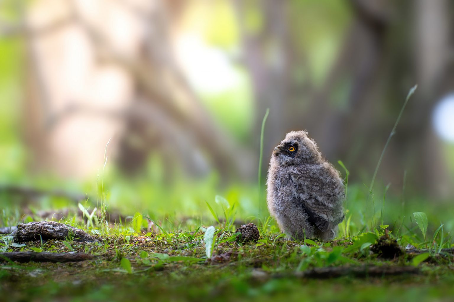 【Nikon】軽快なAFで超望遠ズームを楽しむ「AF-S NIKKOR 200-500mm F5.6E ED VR」で撮る野鳥写真