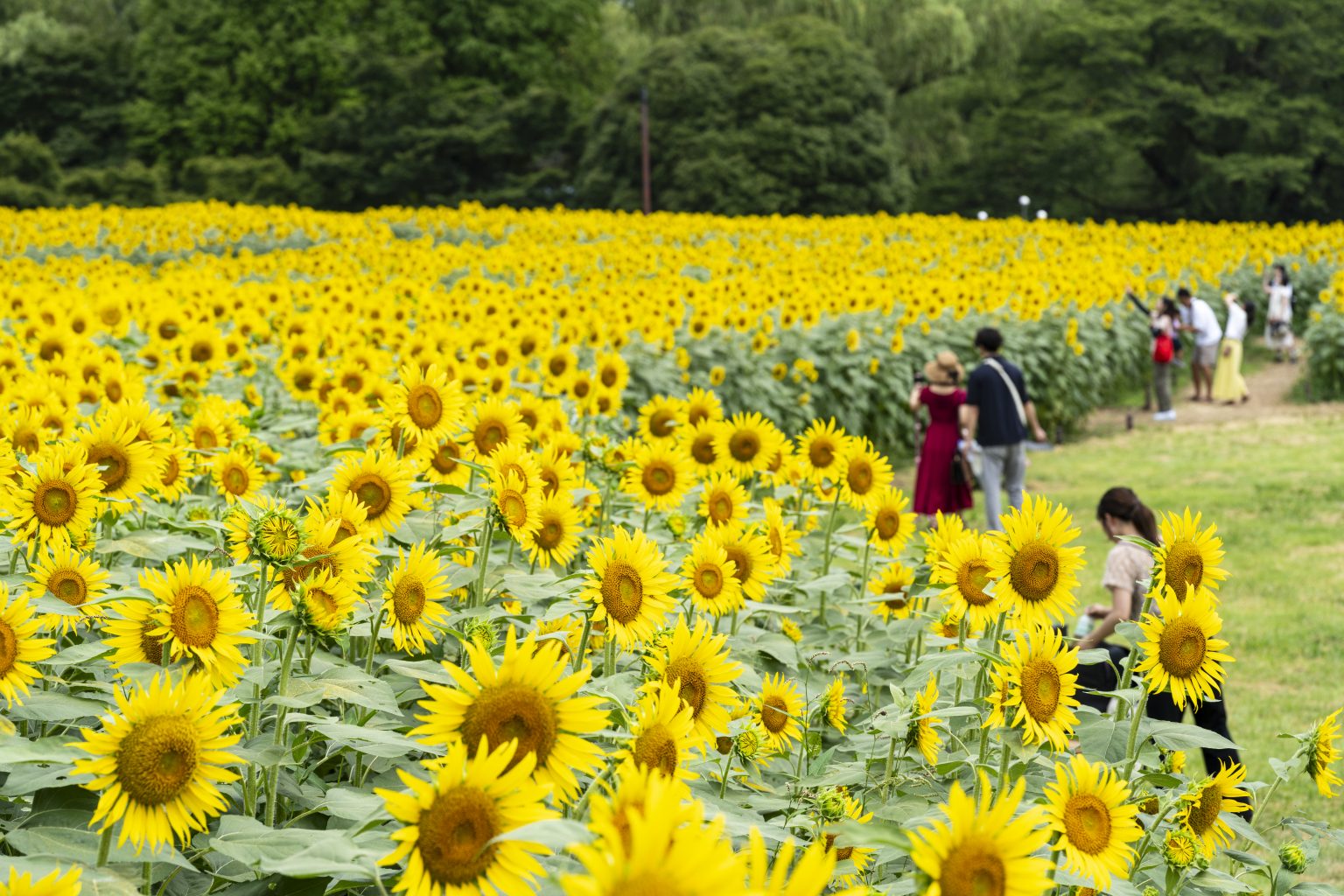 【SONY】夏の思い出を、α7RⅤの高画素センサーで残す。