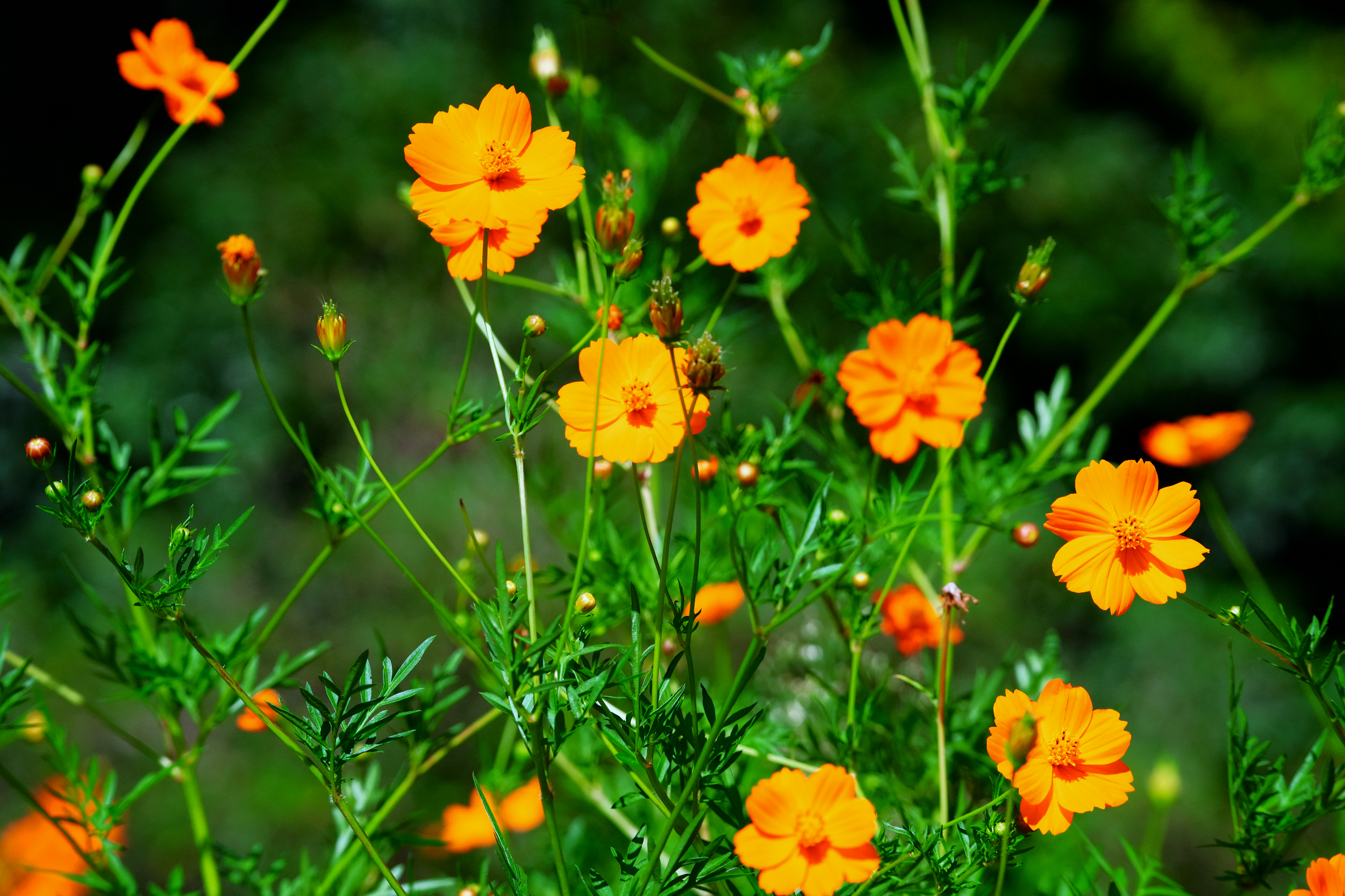 TAMRON】高倍率ズームに夢中~この季節に咲く花(86)秋桜の仲間編 TAMRON】高倍率ズームに夢中~この季節に咲く花(86)秋桜の仲間編