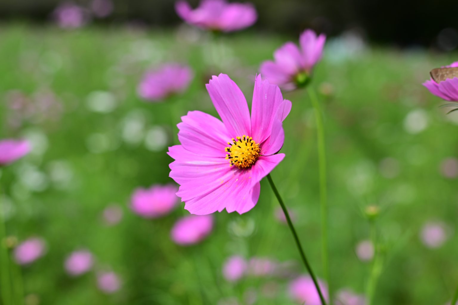 【Nikon】NIKKOR Z 35mm F1.4と秋を感じる