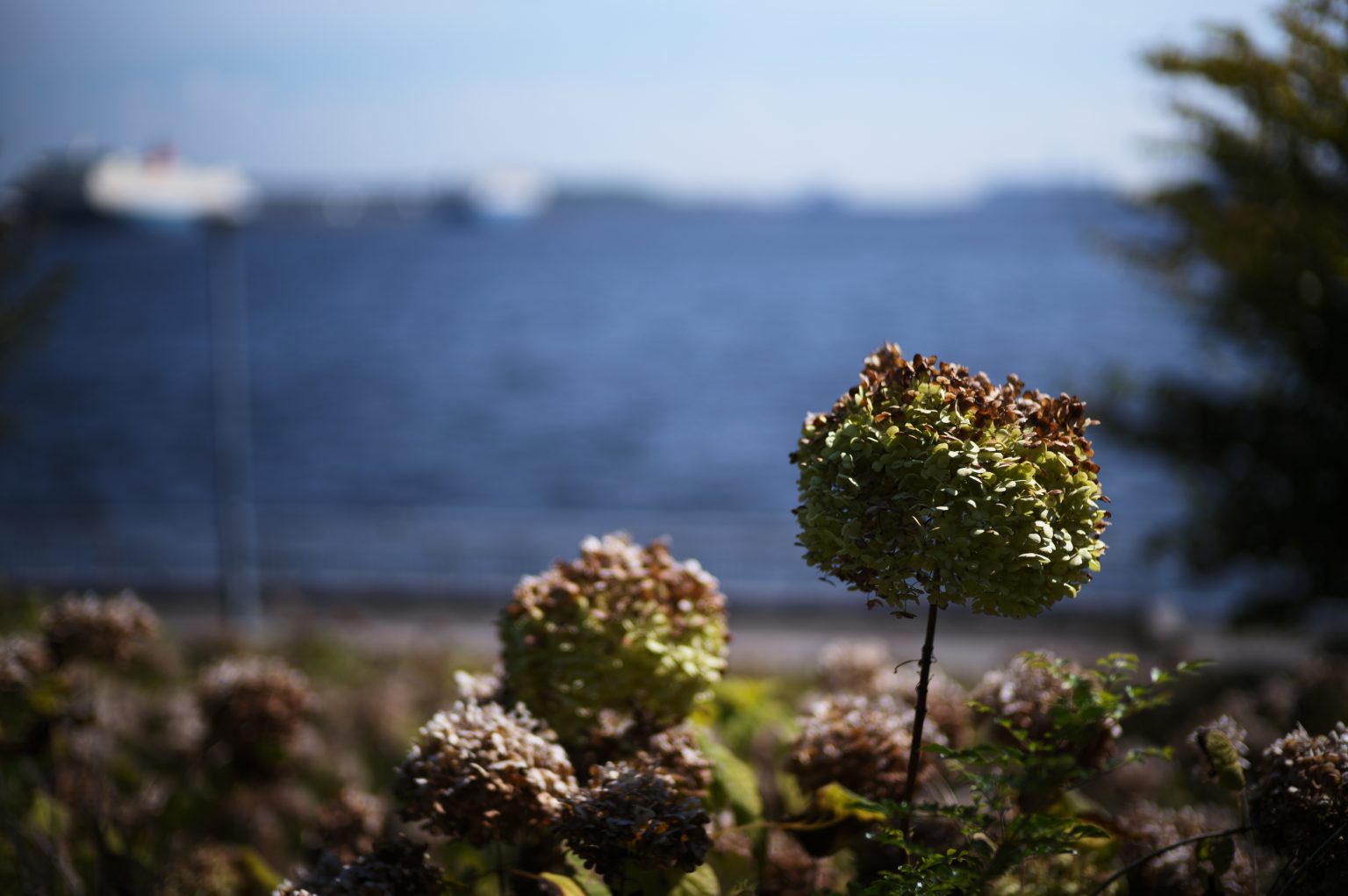 【Leica】M11-PとVoigtlander NOKTON 50mm F1.5 Vintage Line Aspherical VMで撮った海浜公園