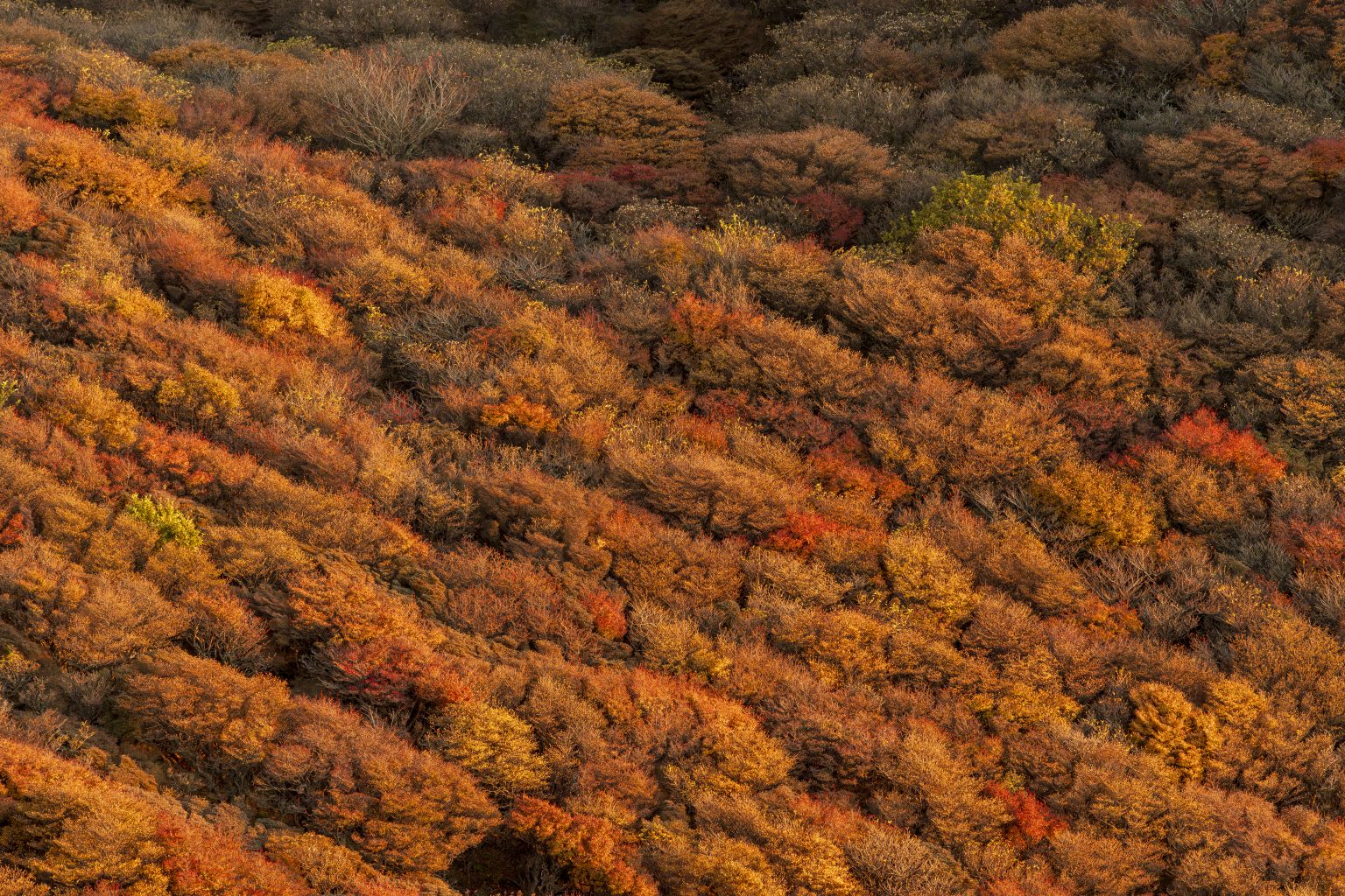 【SONY】旅行や日常のスナップなど幅広いシーンで活躍「α7C II」で撮影した紅葉写真をご紹介