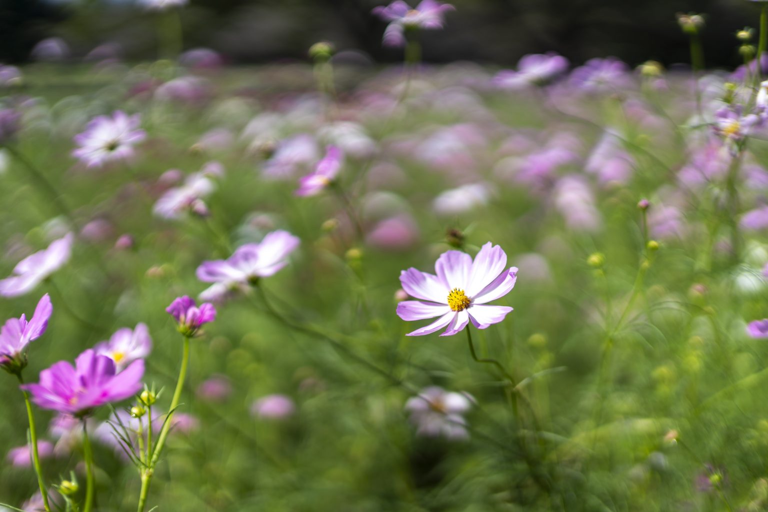 【SONY】AマウントのCarl Zeissレンズをα7RⅢで楽しむ