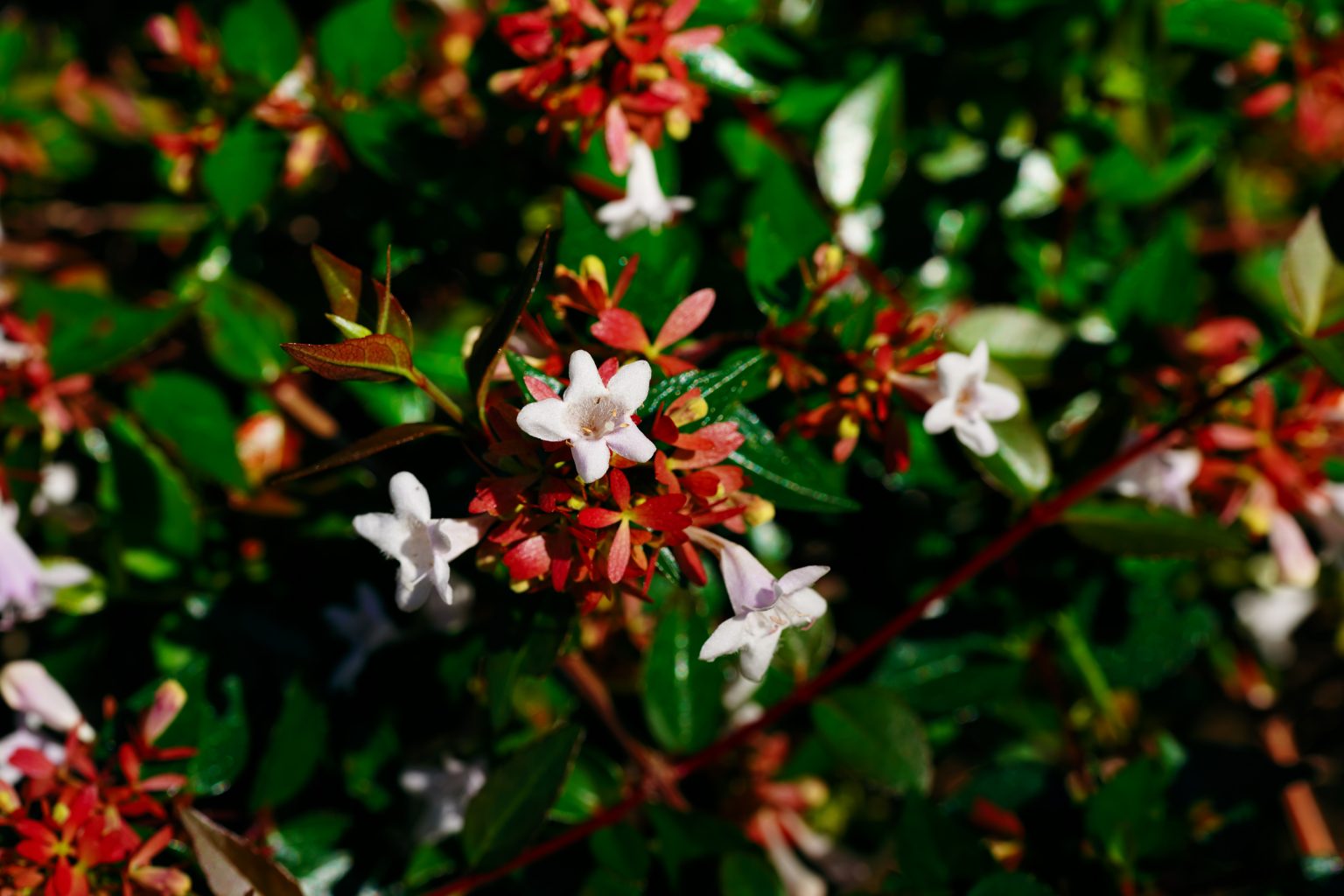 【SONY】この季節に咲く花(89)公園の生け垣で見かけ、およそ6～７カ月間咲いてる植物