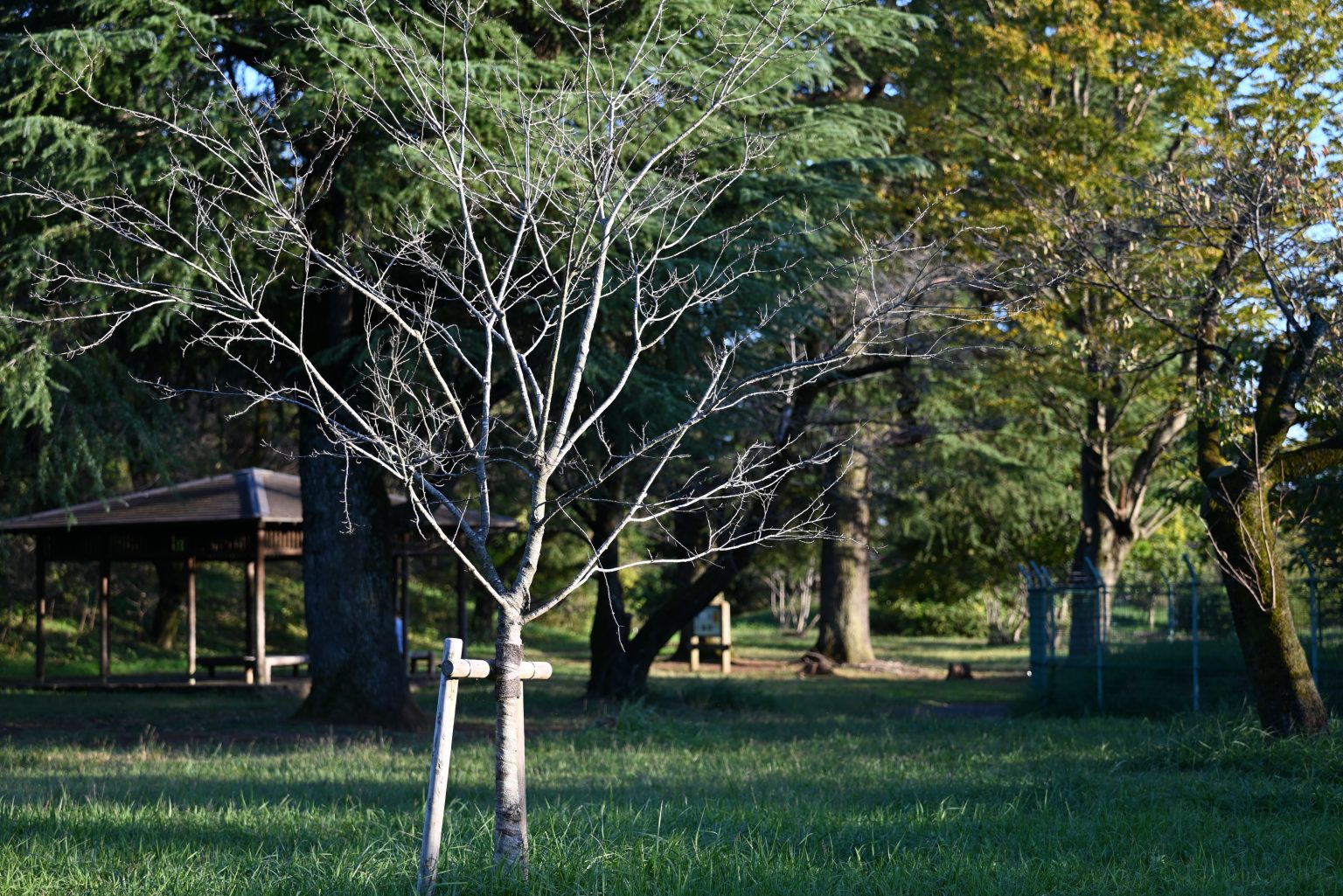 【Nikon】NIKKOR Z 70-180mm F2.8で撮る秋の夕暮れ