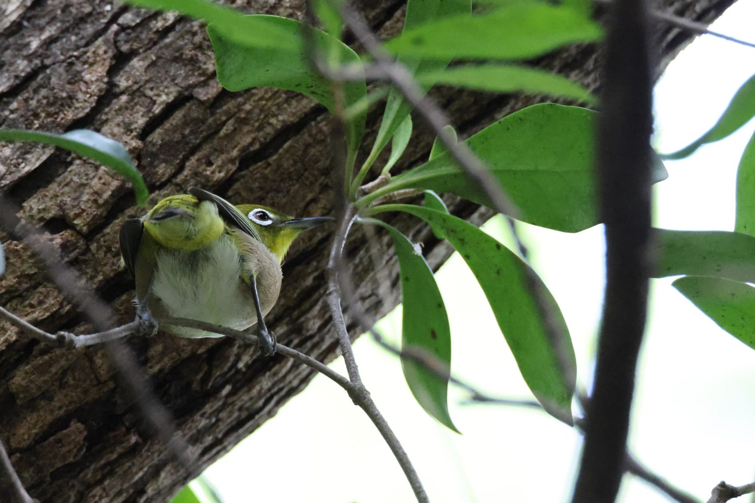 【Canon】1200mmの白い大砲を、手持ちで野鳥撮影に使った結果