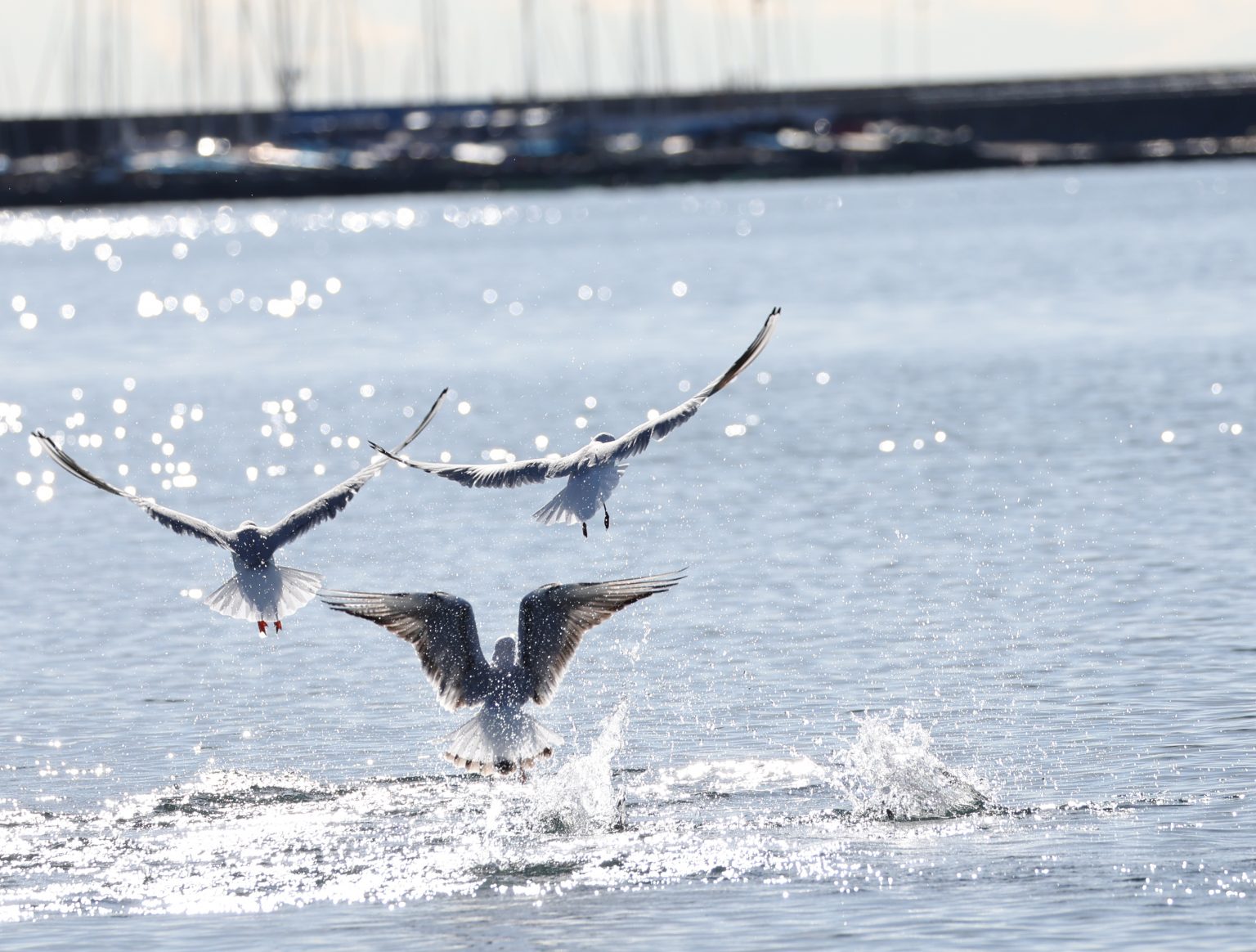 【Canon】～逗子～EOS R3と超望遠レンズRF200-800mmを担いで海岸へ