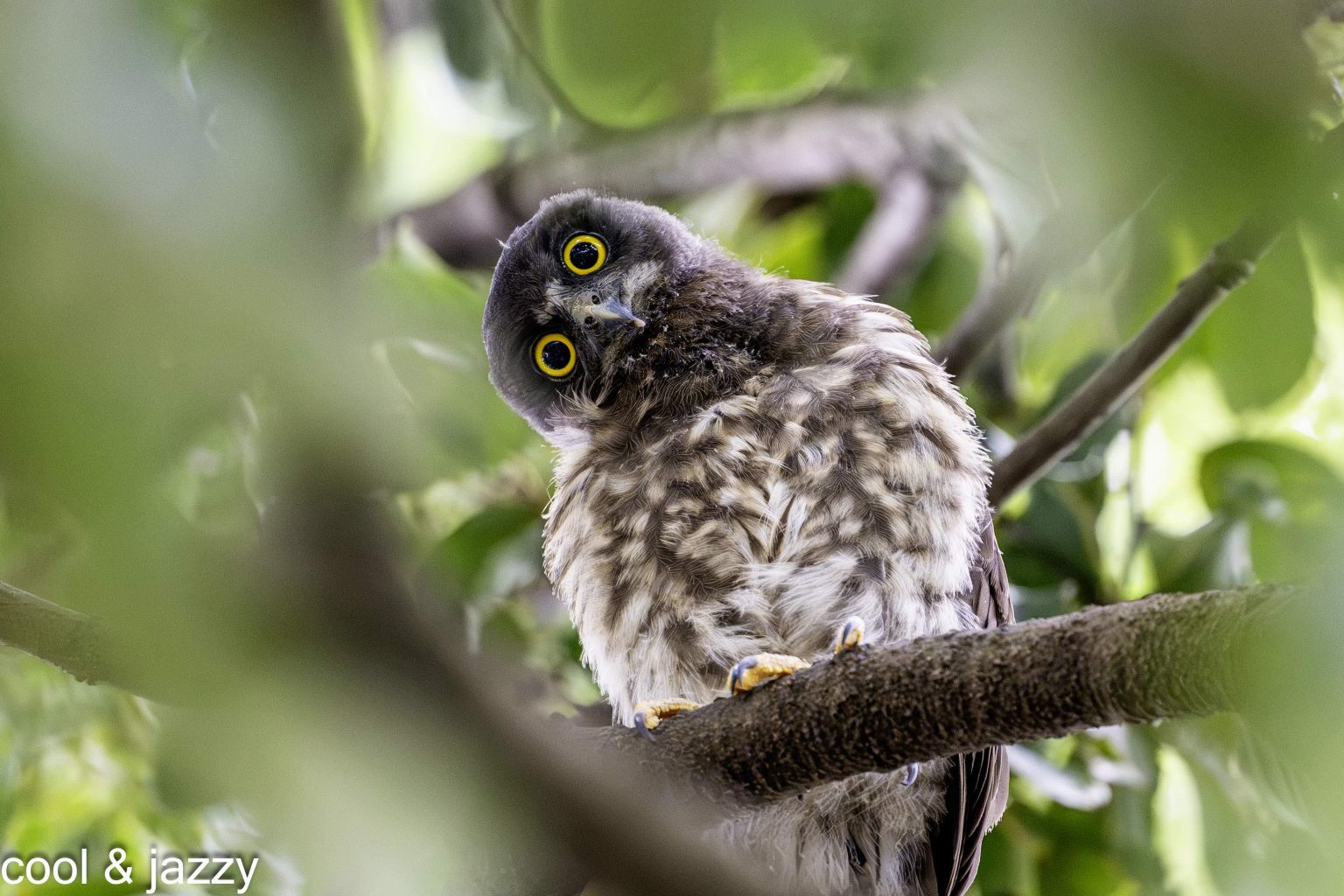 【SONY】「α1」x「野鳥」 皆さまの素敵な写真作品をご紹介します！