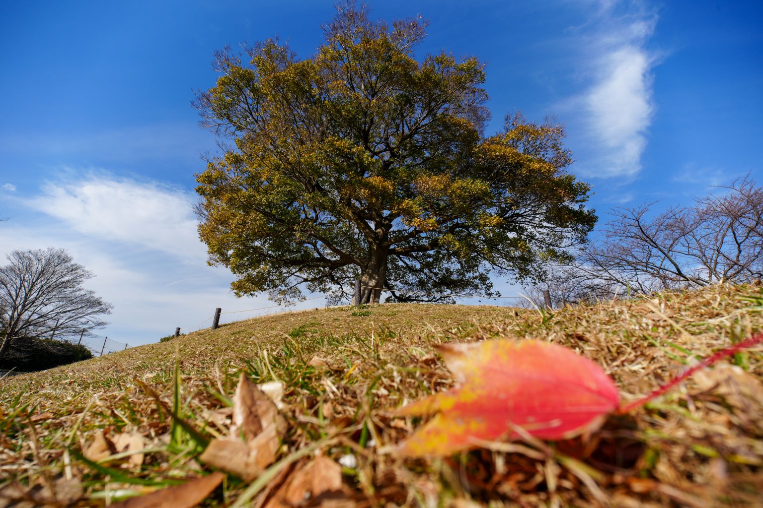 【LAOWA】15mm F5 Cookie FF で超広角レンズの世界を楽しむ