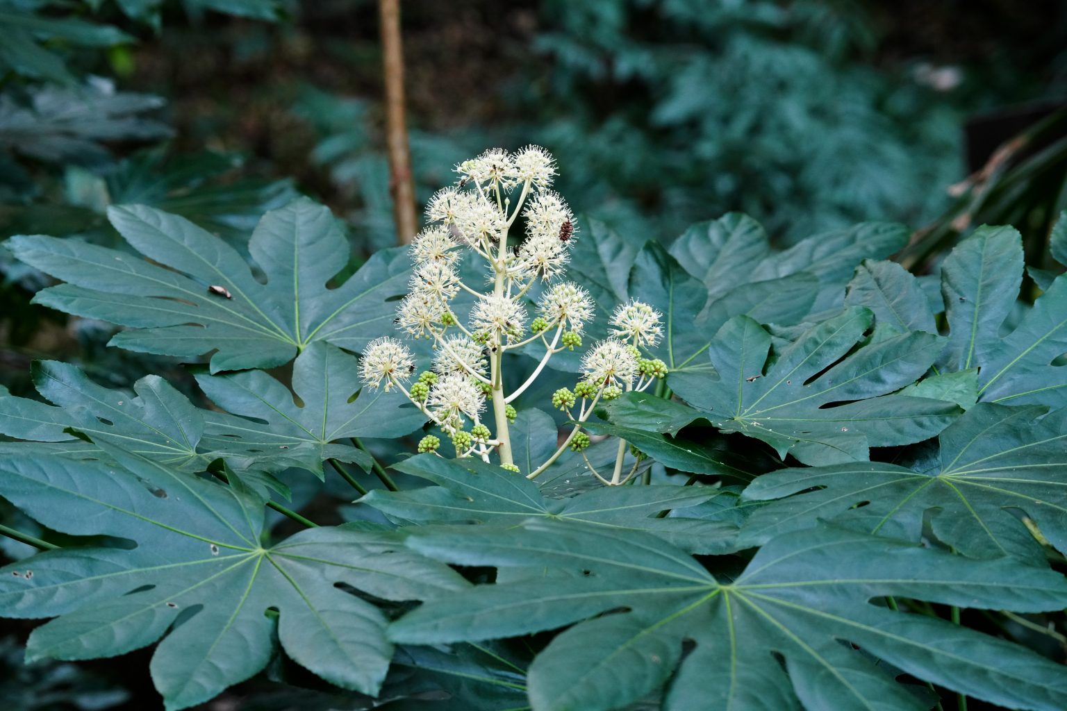 【SONY】この季節に咲く花(90)邪気を防ぐ魔除け、「千客万来」の縁起物の植物