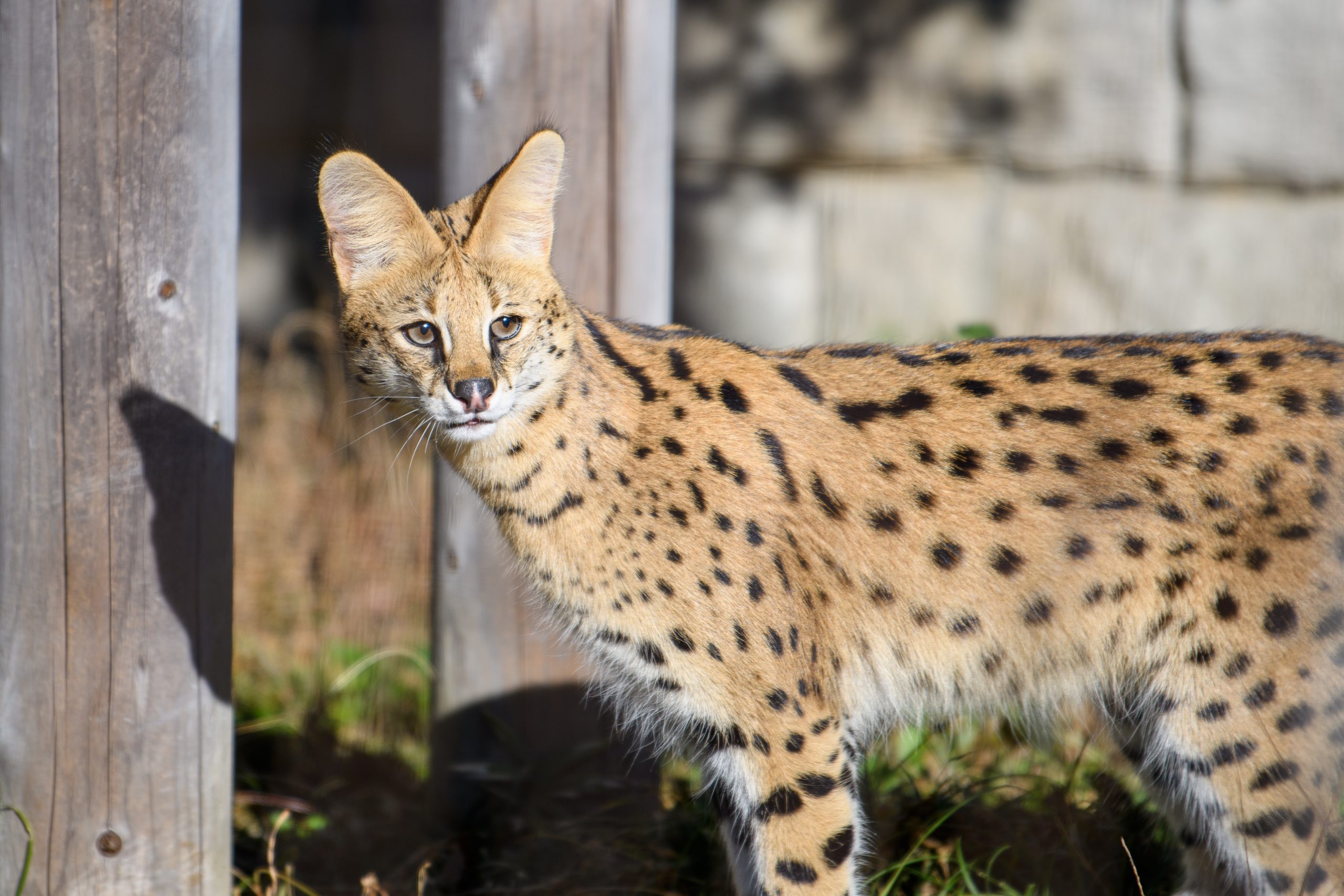 Nikon】動物園のお供にD500が最適だと気づきました。 | THE MAP