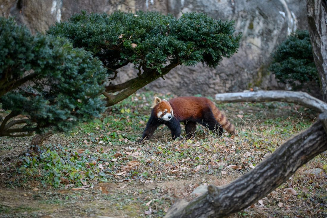 Nikon D500とSIGMA Art 50-100mm F1.8 DC HSMで撮影した作例。レッサーパンダが写っている。