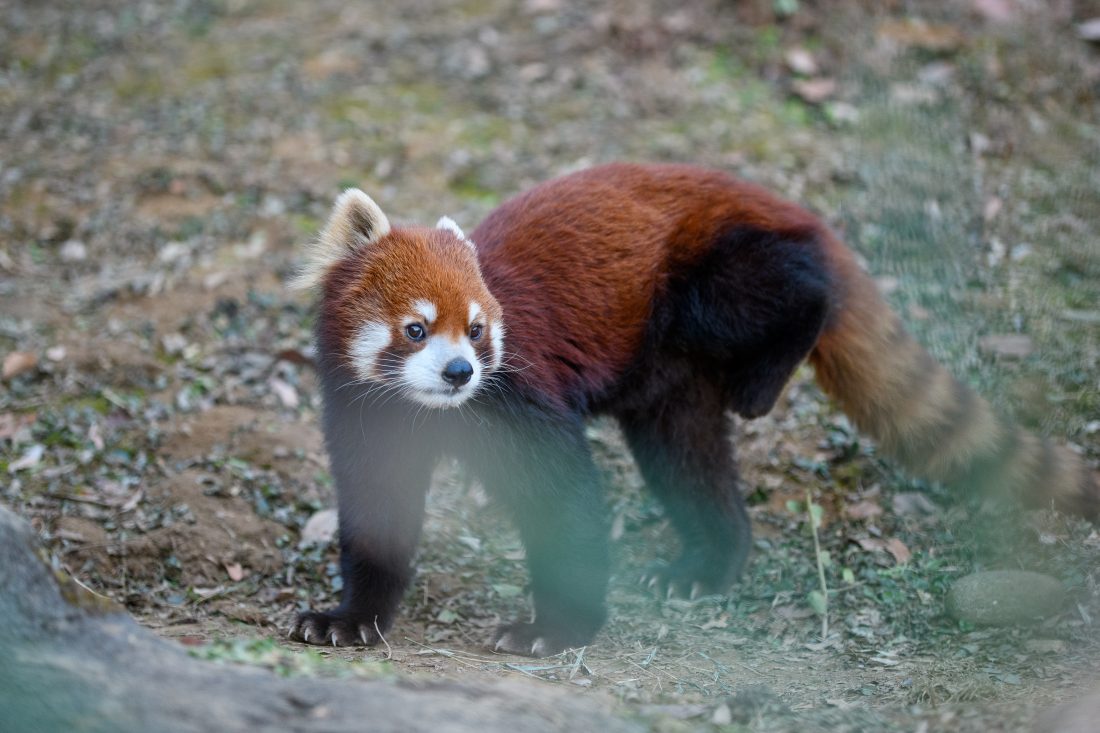 Nikon D500とSIGMA Art 50-100mm F1.8 DC HSMで撮影した作例。レッサーパンダが写っている。