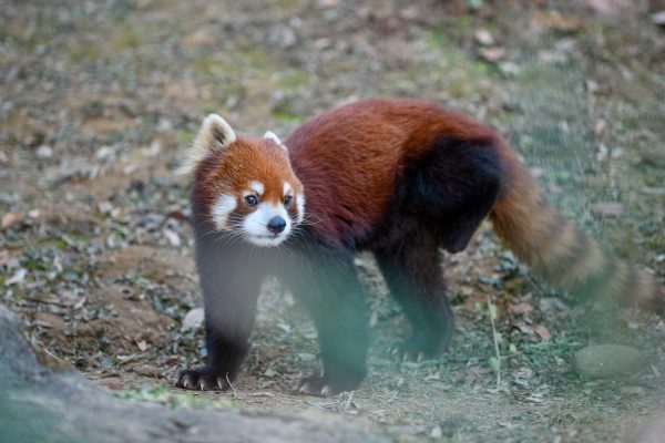 【SIGMA】この世でただ一つ。ズームレンズの常識を打ち破り、不可能を可能にした奇跡の一本。