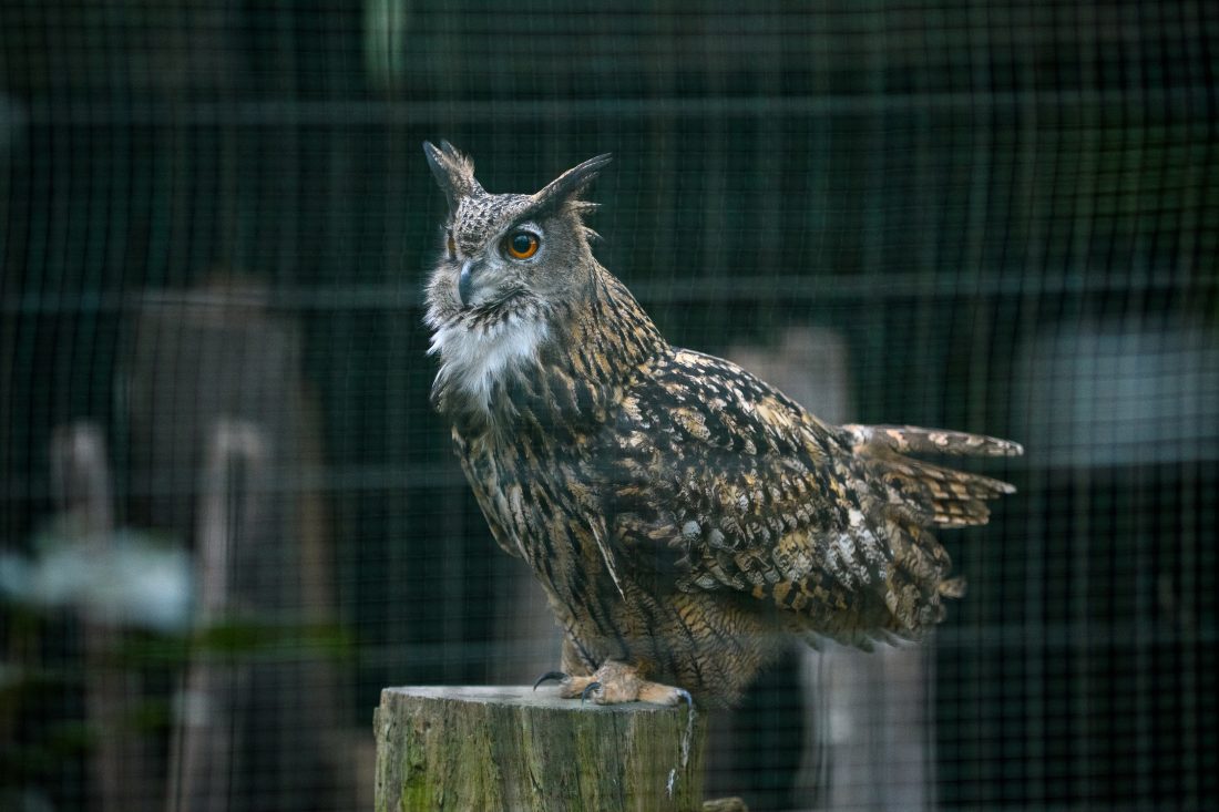 Nikon D500とSIGMA Art 50-100mm F1.8 DC HSMで撮影した作例。ミミズクが写っている。