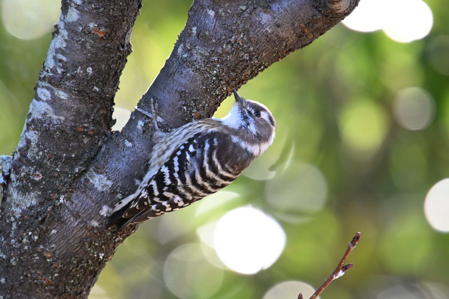 【Nikon】Z6IIIと単焦点超望遠レンズで野鳥撮影