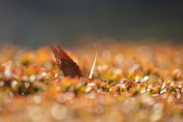 【SONY】サンニッパの常識を覆した衝撃のレンズ。FE 300mm F2.8 GM OSS