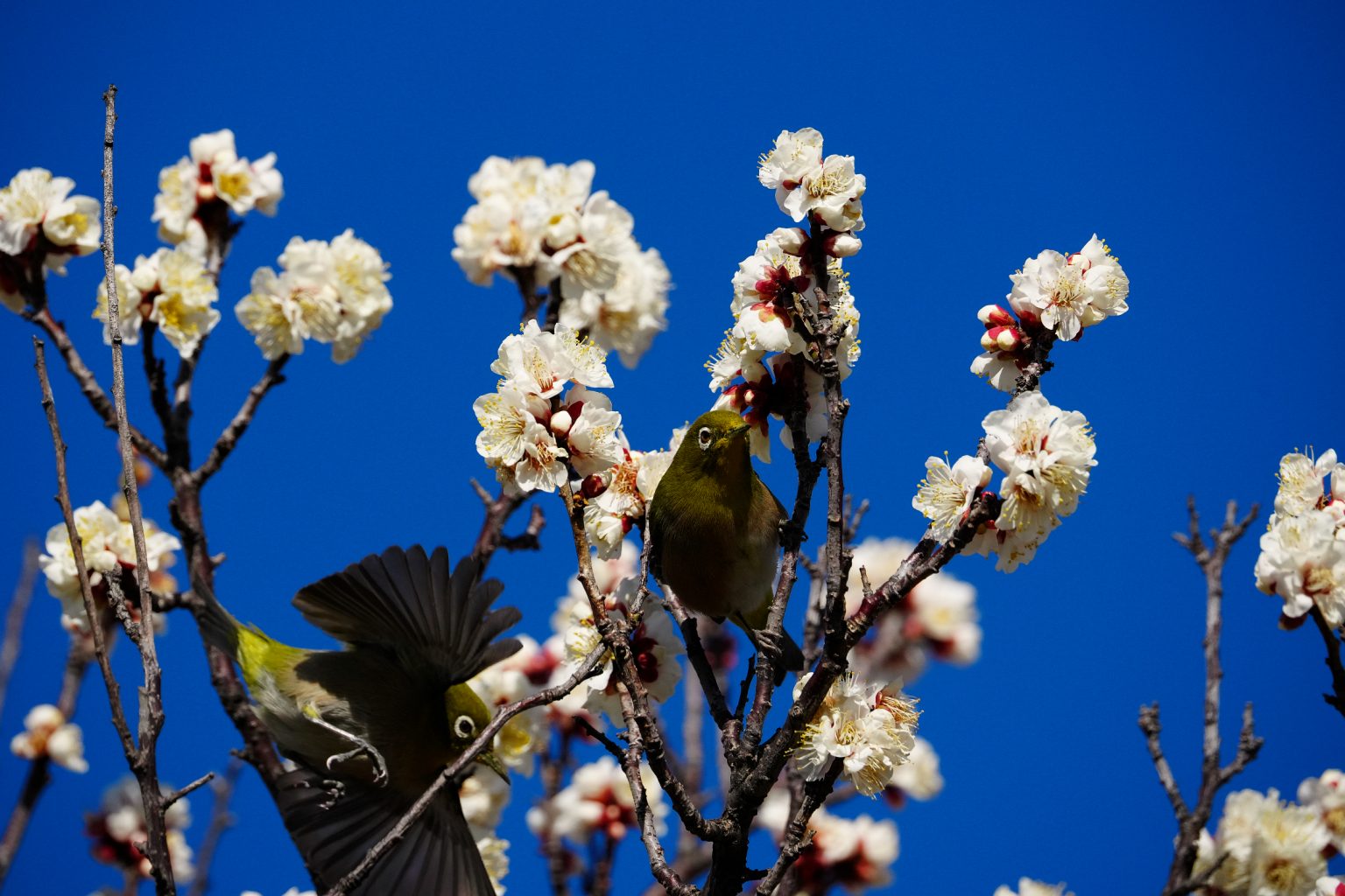 【SONY】この季節に咲く花(92)α1で撮る枝垂れは桜だけではない。