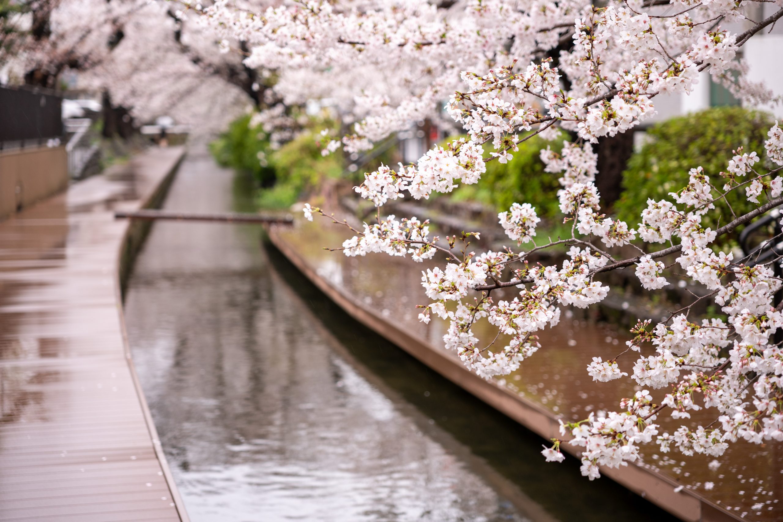 Leica/SIGMA】SL2-SとC28-70mmで愉しむ桜の世界 | THE MAP TIMES Leica/SIGMA】SL2-SとC28-70mmで愉しむ桜の世界 | THE MAP TIMES