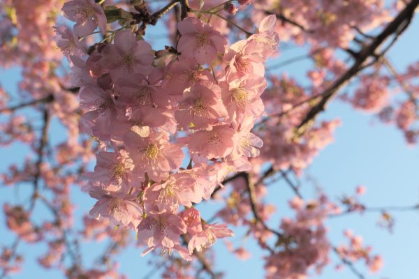 【SIGMA/Panasonic】C 28-70mm F2.8 DG DNで春探し
