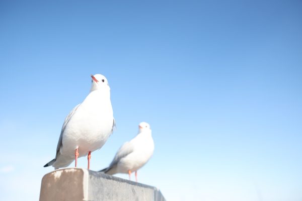 【Canon】誰もが待っていた理想のカメラ。実現したのはCanonでした。
