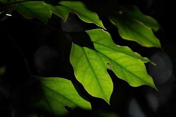 【SONY】野鳥だけじゃない！超望遠ズーム「FE 200-600mm F5.6-6.3 G OSS」をもっと楽しむ視点。