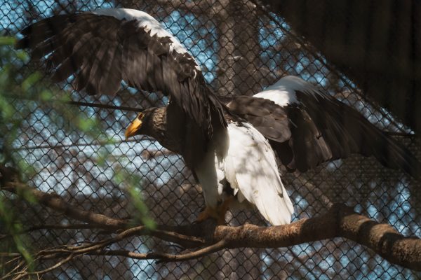 【SIGMA】GWの撮りたいを全てこの一本で「Contemporary 16-300mm F3.5-6.7 DC OS」