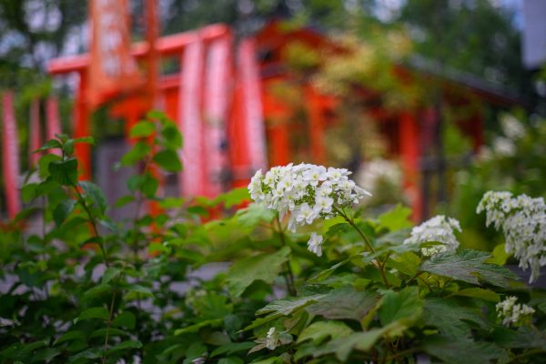 【Nikon/PENTAX】定番オールドレンズが定番である理由。Zf×SMC-TAKUMAR 55mm F1.8