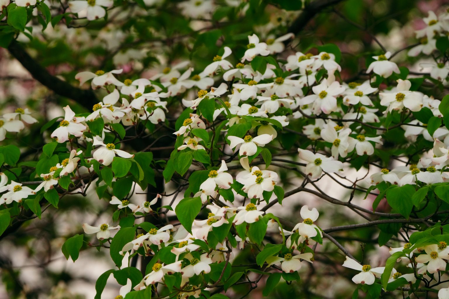 【SONY】この季節に咲く花(95)桜のお返し、800mmの誘う。