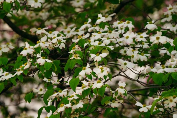 【SONY】この季節に咲く花(95)桜のお返し、800ｍｍの誘う。