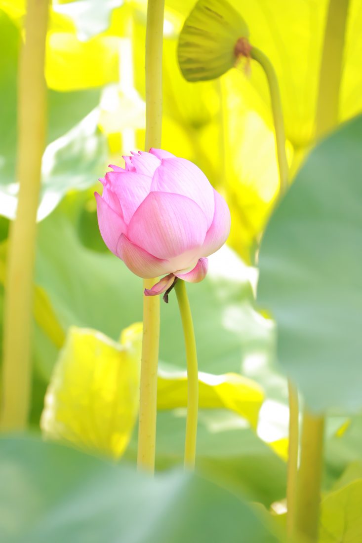初心者向けカメラ Canon EOS R10 RF-S18-150mm レンズキット
