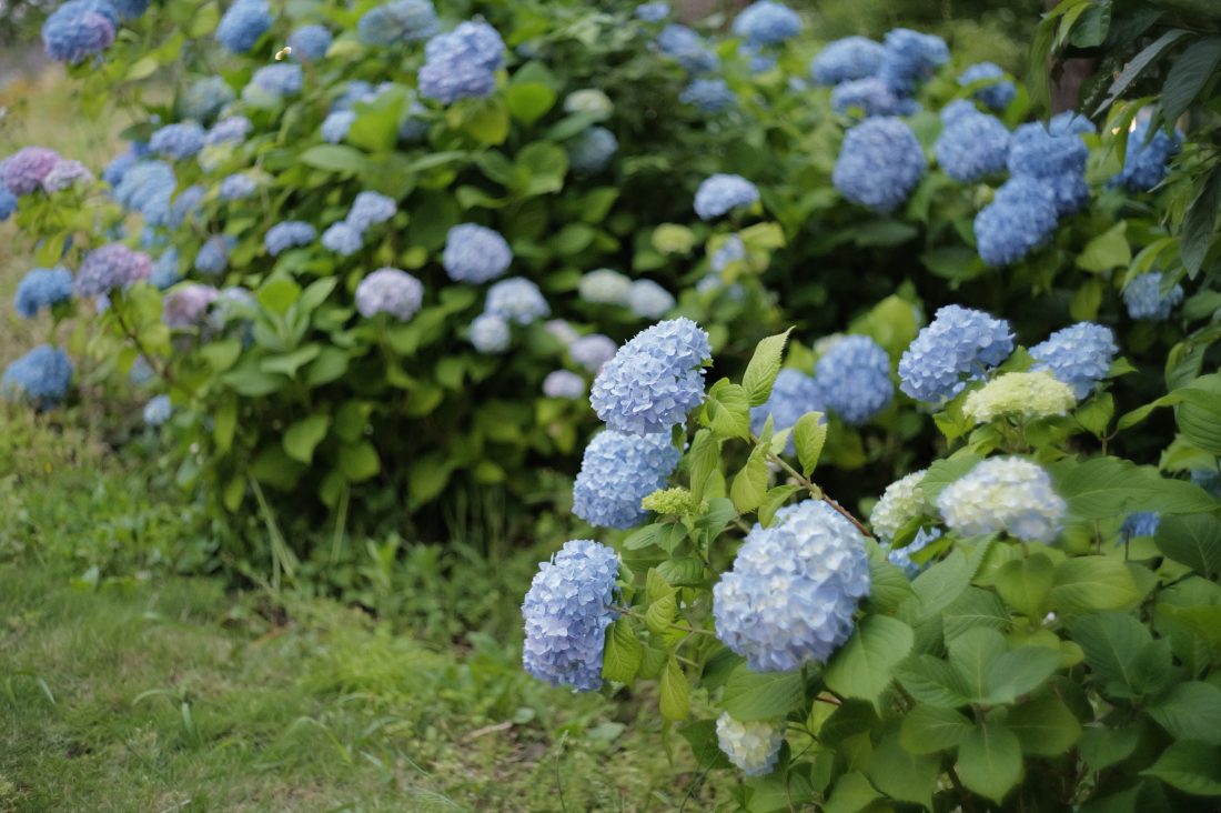 紫陽花