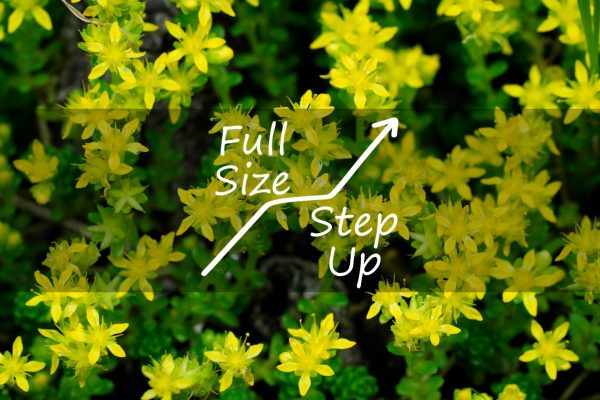 【StepUp/SONY】フルサイズ機へ更新、この季節に咲く花(96)地べたに咲く黄色い花