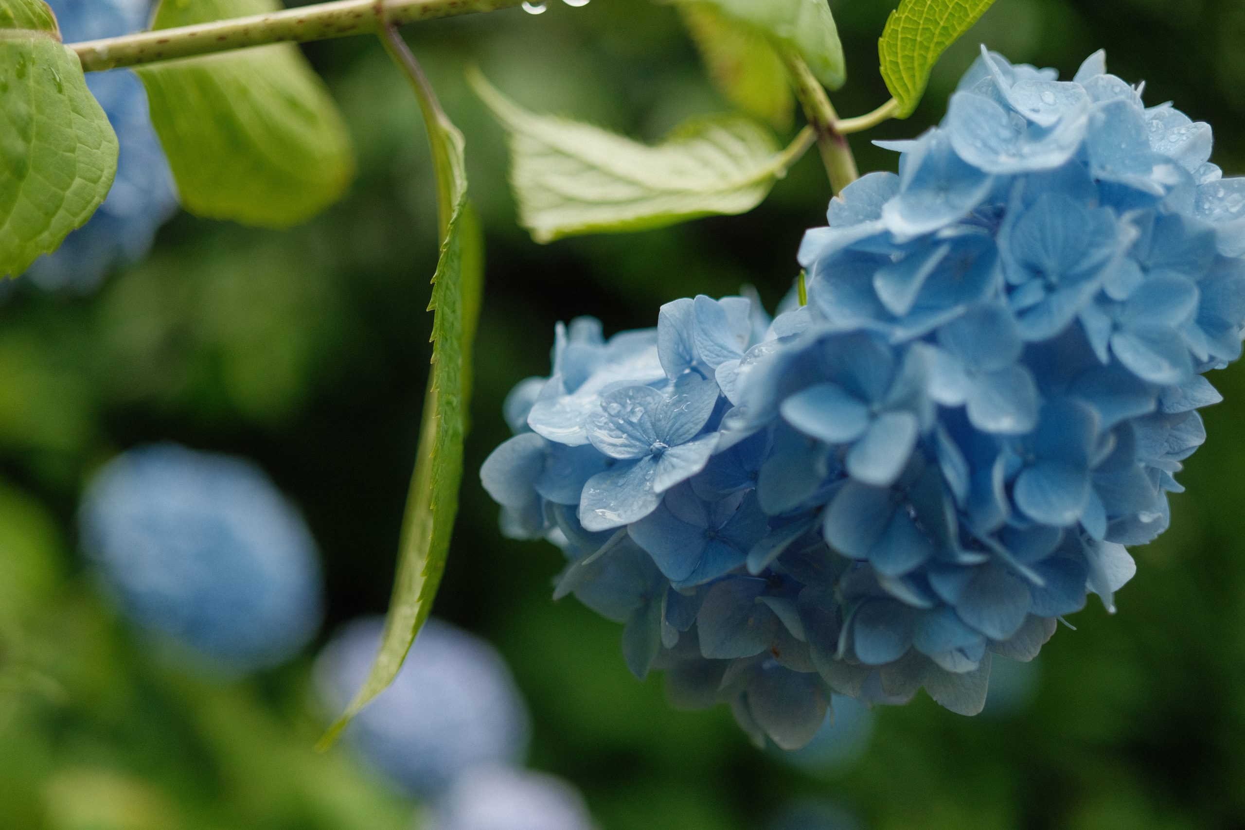 【Carl Zeiss】Planarに魅せられて～Touit 32mm F1.8～