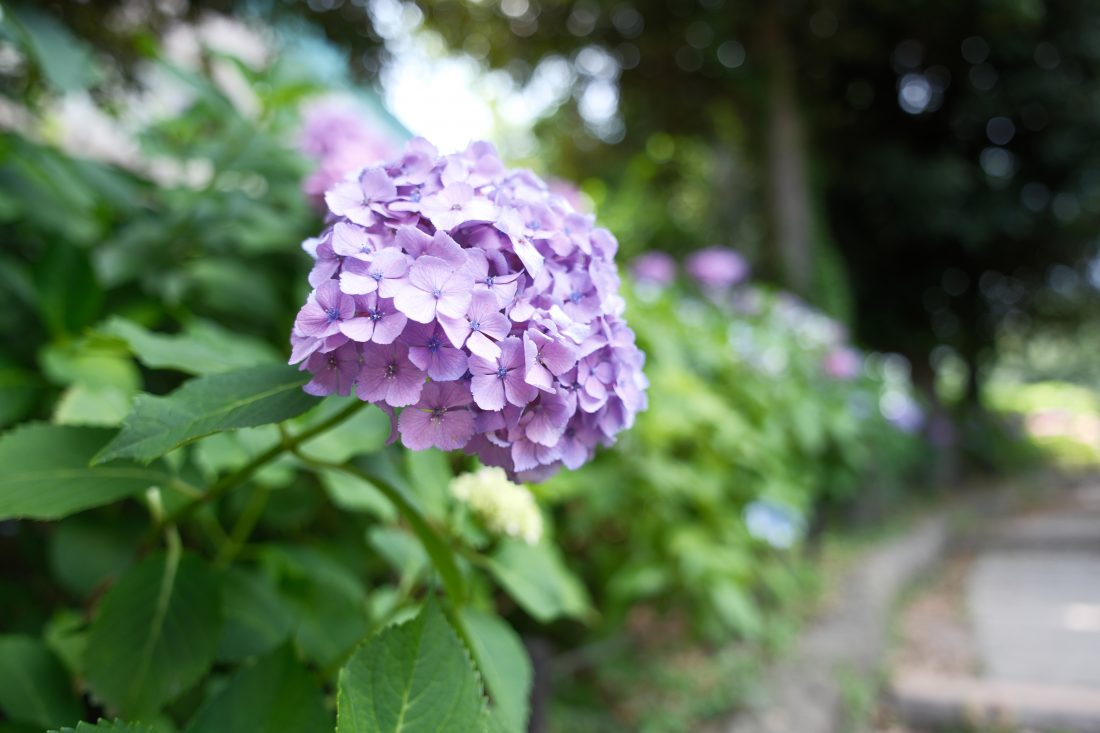 SIGMA Art 17-40mm F1.8の広角端での作例