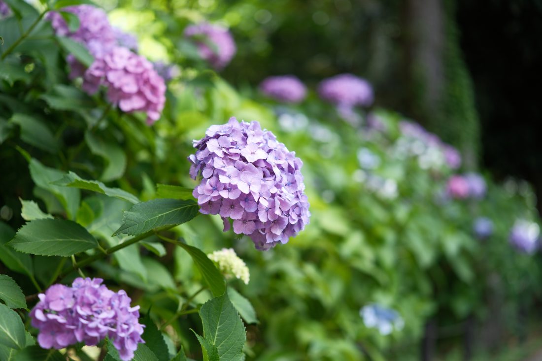 SIGMA Art 17-40mm F1.8の望遠端での作例