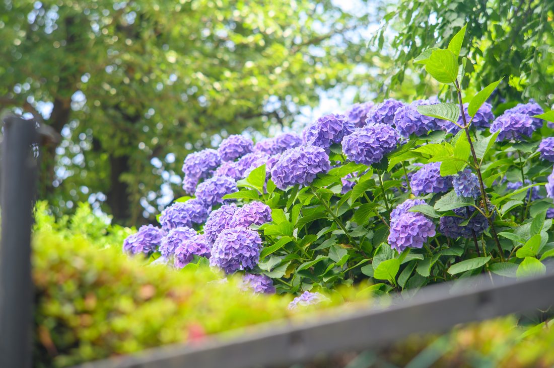 F4に絞って撮影した紫陽花の様子