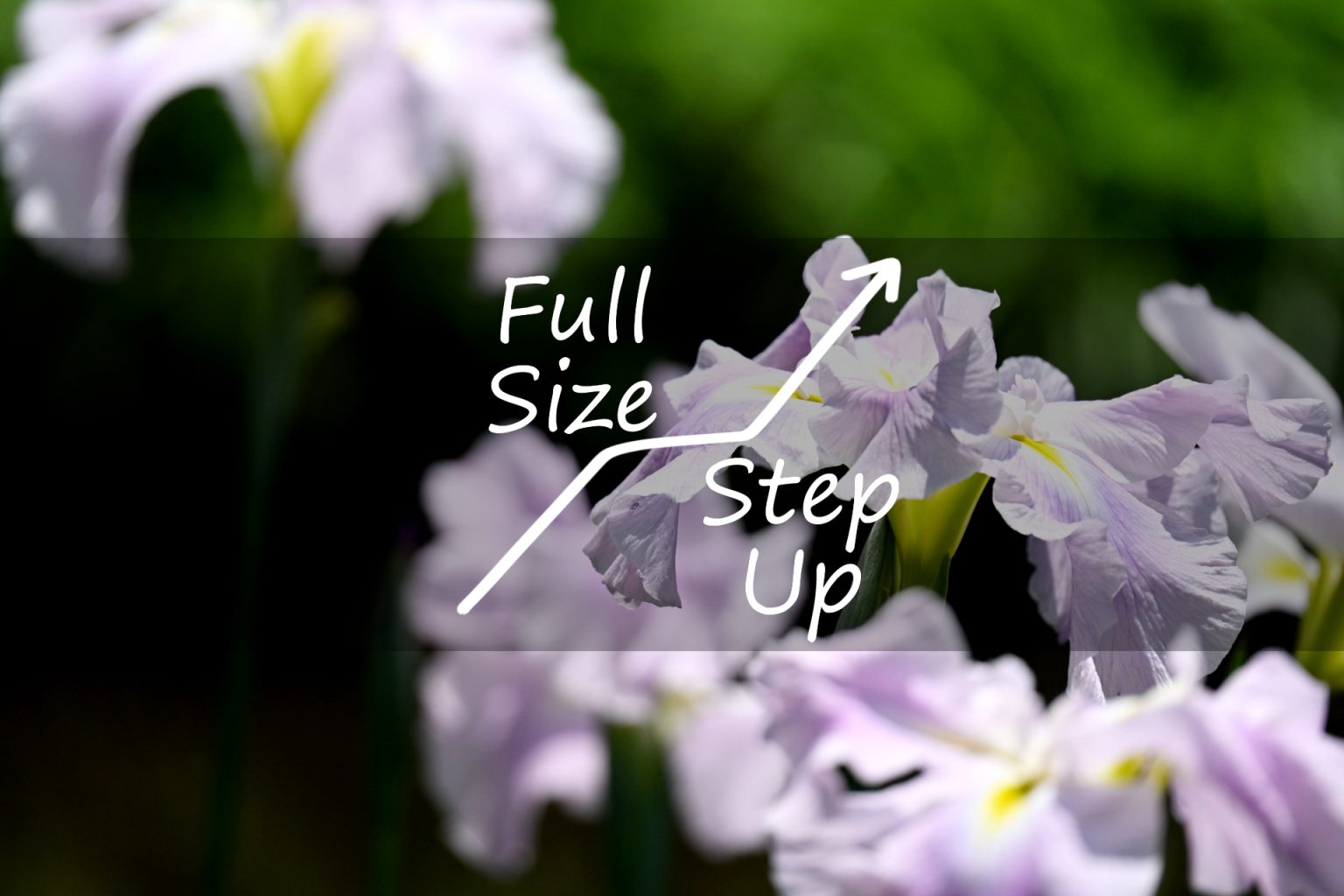 【StepUp/Nikon】フルサイズ機へのすゝめ ~ Z f ~