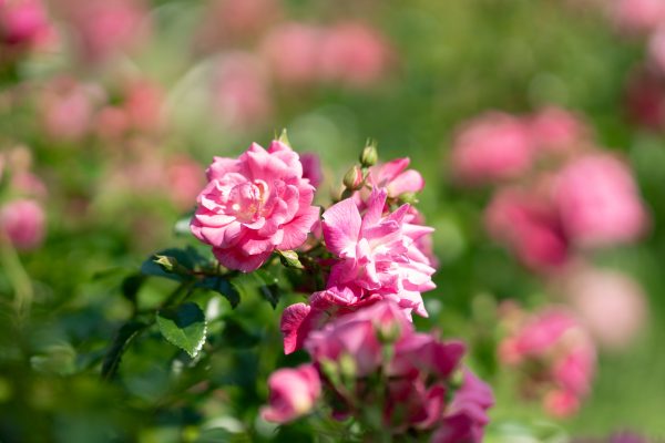 【SONY】FE 85mm F1.4 GM II で写す昼下がり