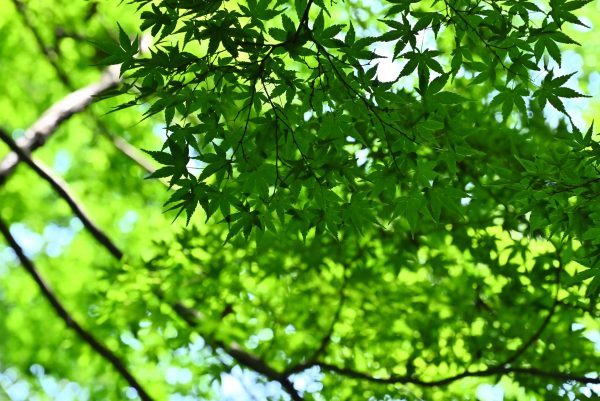 【Nikon】Z5と行く明治神宮御苑