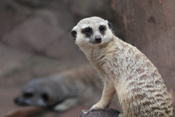 【Canon】軽量なミラーレスカメラで動物撮影