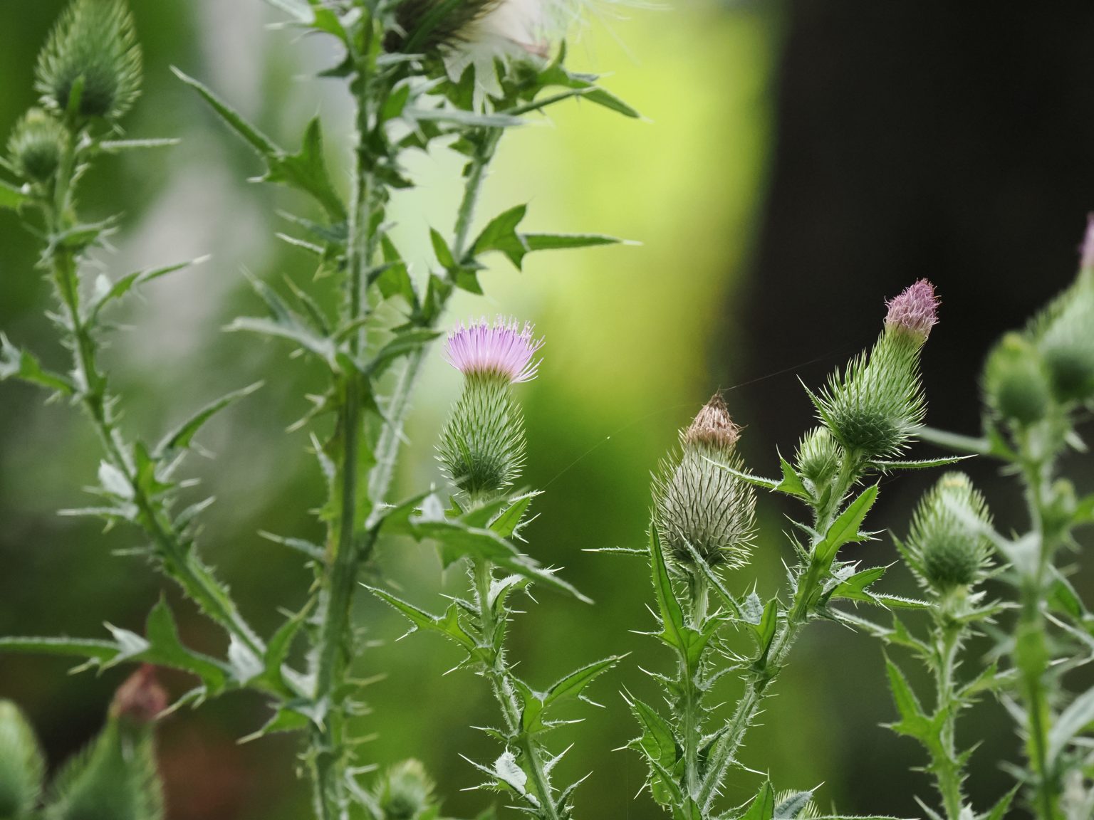 【SONY/TAMRON】この季節に咲く花(97)間違って素手で掴むと大変な帰化植物