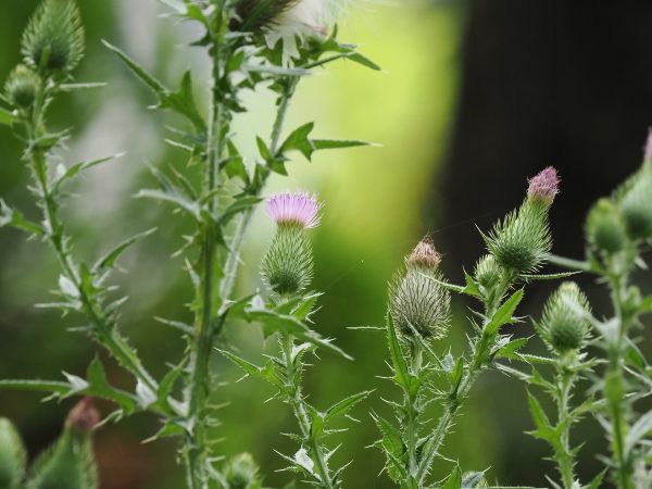 【SONY/TAMRON】この季節に咲く花(97)間違って素手で掴むと大変な帰化植物