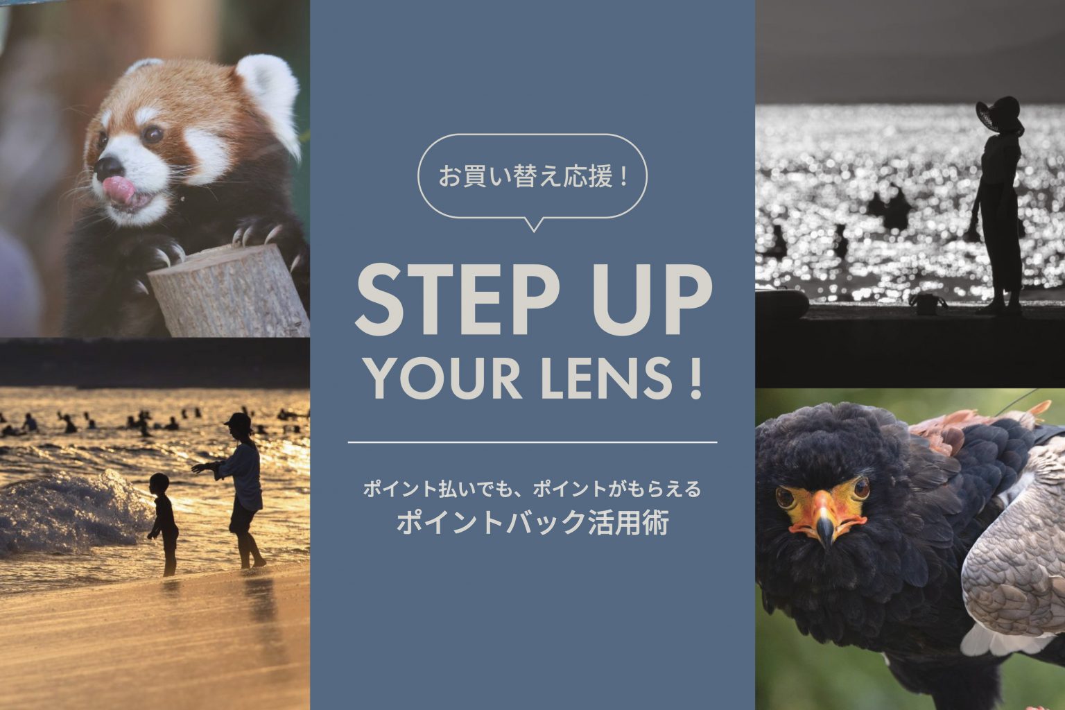 【Canon】「RF100-400mm F5.6-8」からのステップアップにおすすめレンズ