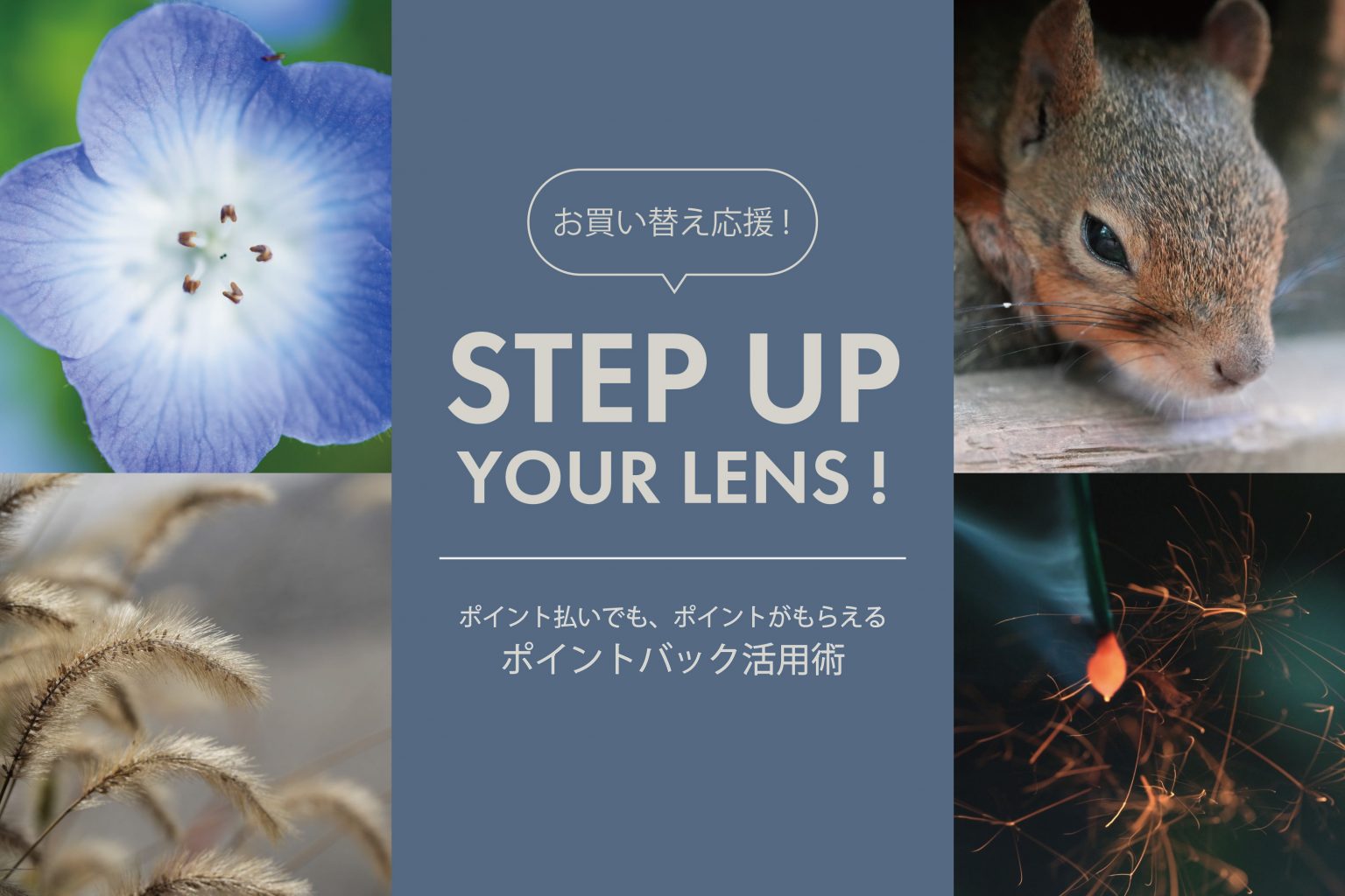 【SONY】「FE 50mm F2.8 Macro」からのステップアップにおすすめレンズ