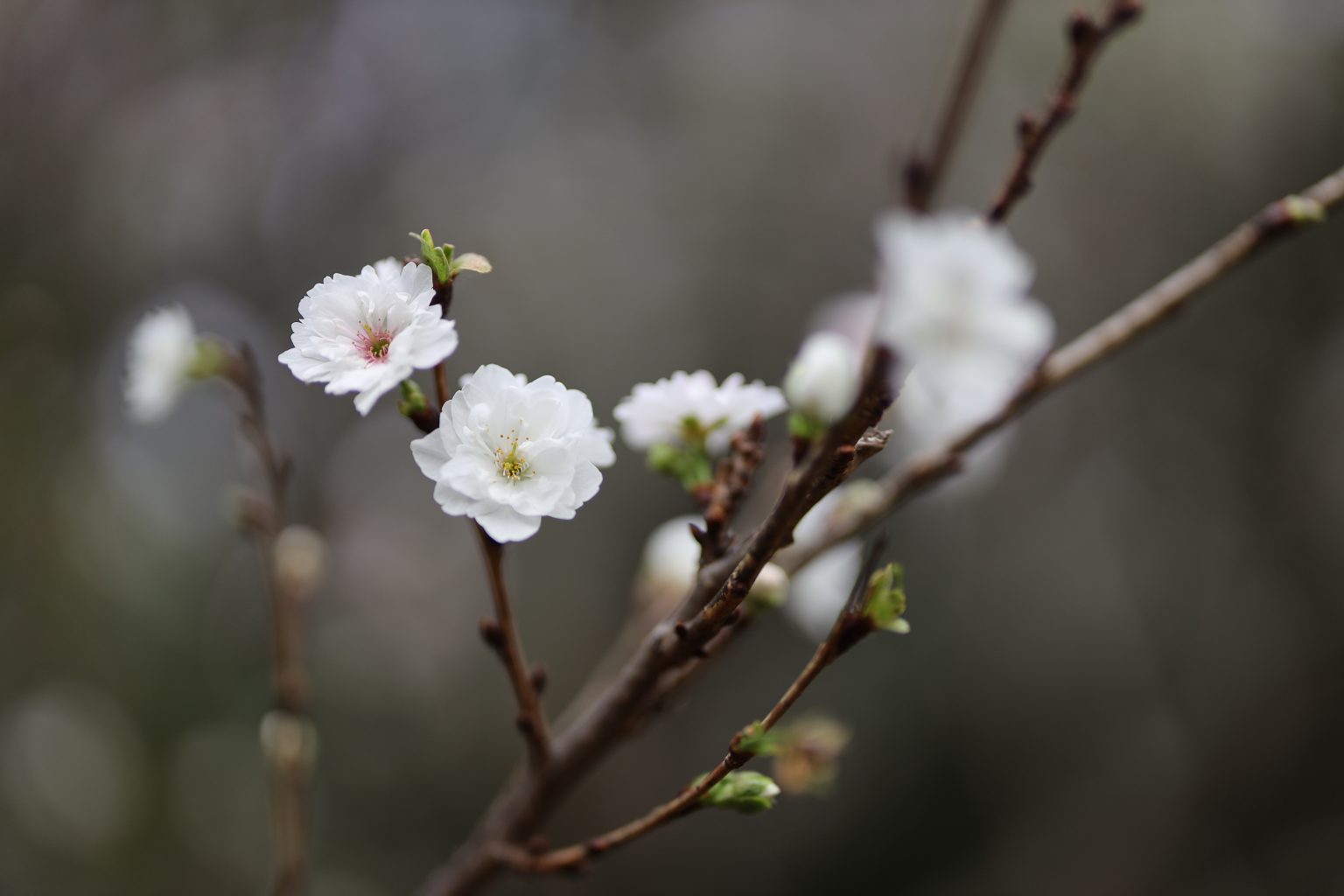 【Canon】「RF50mm F1.4 L VCM」からのステップアップにおすすめレンズ